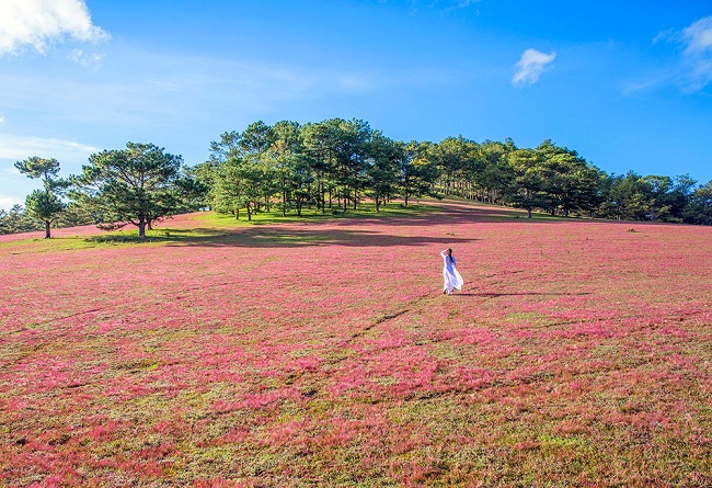 Pink Grass In Da Lat