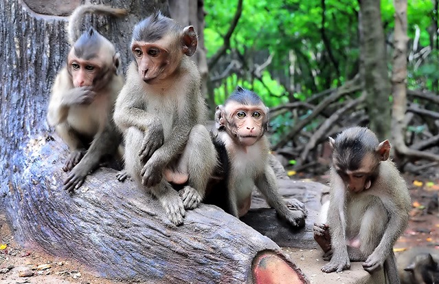 Monkeys in Monkey Island Travel Blog