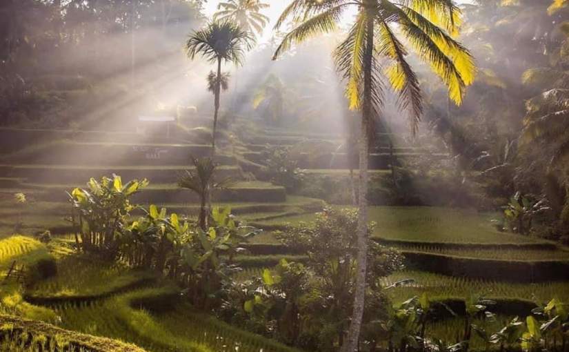 rice fields- nha trang private car